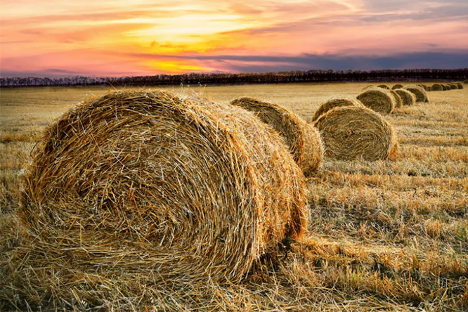 Farm Insurance Body_Image