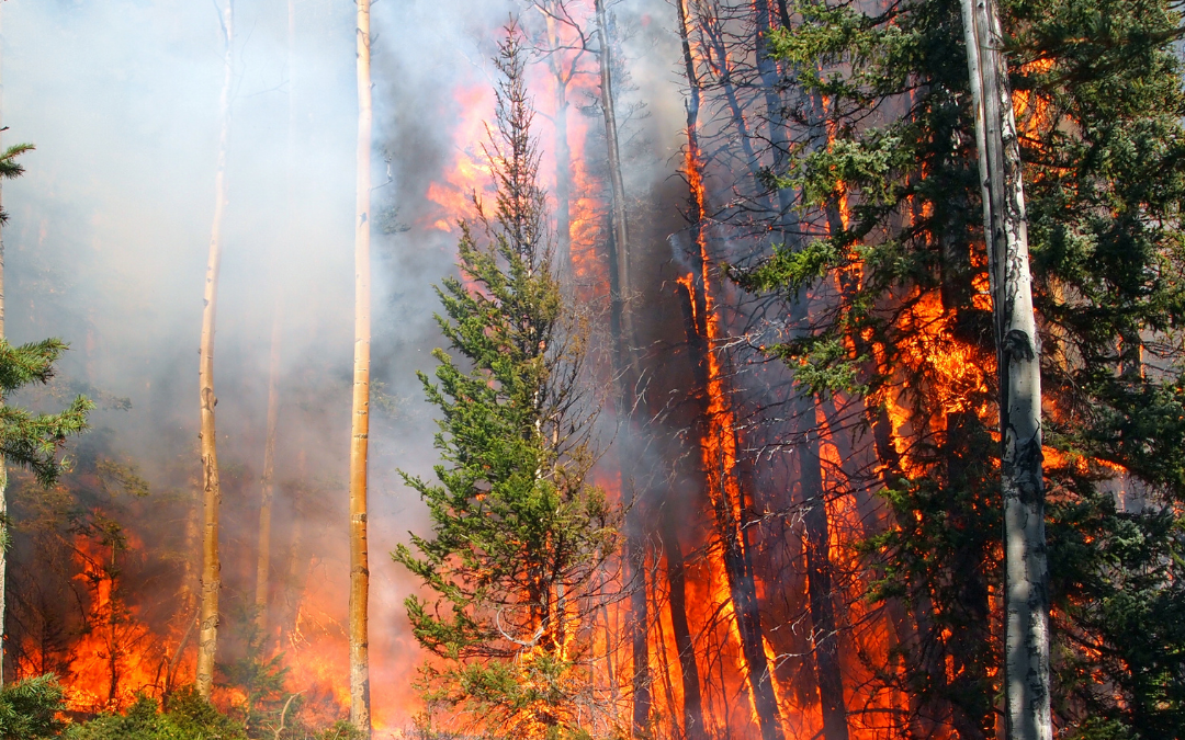 Understanding Wildfire Risk Scores