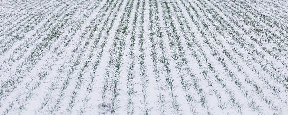 crop-winter-banner