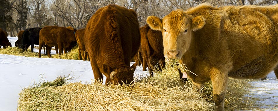 livestock-winter-banner